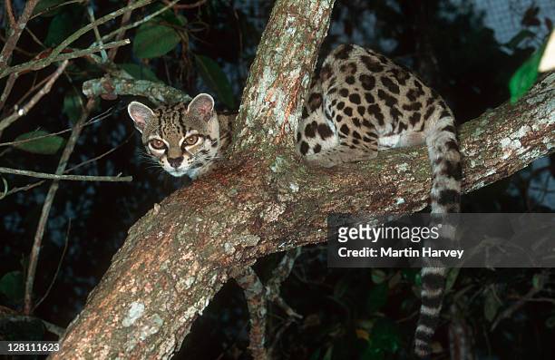margay cat, leopardus wiedii, in tree. endangered and native to central and south america - margay stock pictures, royalty-free photos & images