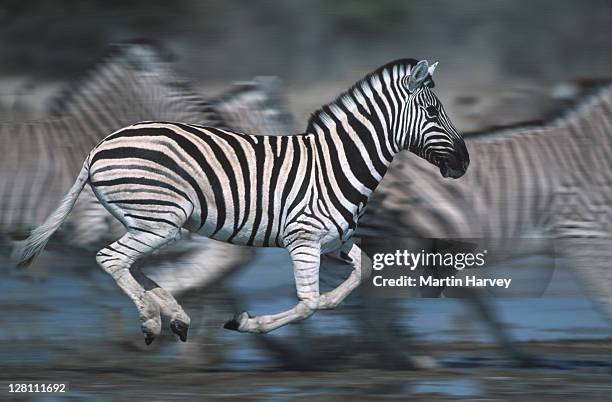 burchells zebras, equus burchelli, running in panic, etosha national park, namibia (digitally enhanced) - zebra herd running stock pictures, royalty-free photos & images