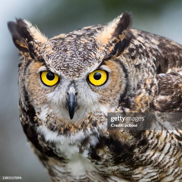 great horned owl - great horned owl stock pictures, royalty-free photos & images