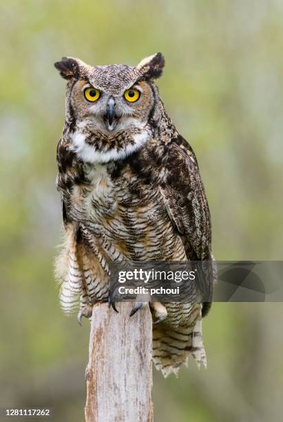 great horned owl - great horned owl stock pictures, royalty-free photos & images
