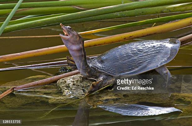 florida softshell turtle with extended neck, trionyx ferox. the shell is soft and leathery devoid of scales or scutes. thoroughly aquatic. six mile cypress swamp, ft. myers, florida. - florida softshell turtle stock pictures, royalty-free photos & images