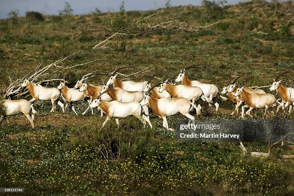 Scimitar-horned oryx, Oryx dammah. Reintroduced to Souss-Massa National Park Morocco. Considered extinct in wild. Physiologically adapted to desert life.