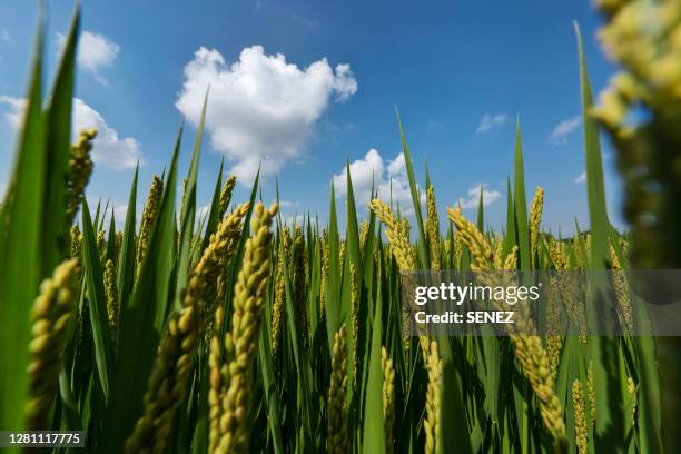 low angle view of wheat growing on field against sky - low angle view of wheat growing on field against sky fotografías e imágenes de stock