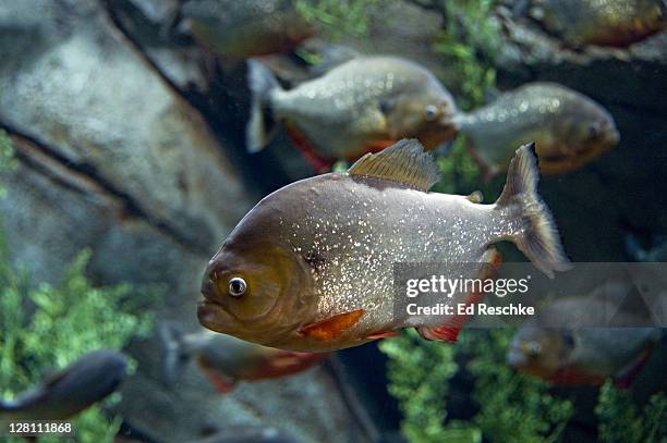 red-bellied piranha, pygocentrus nattereri. a highly predatory carnivore, up to 12 inches long. strong, fast jaws and sharp teeth. found in large areas of the amazon river. georgia aquarium, atlanta, georgia. usa - cypriniforme photos et images de collection