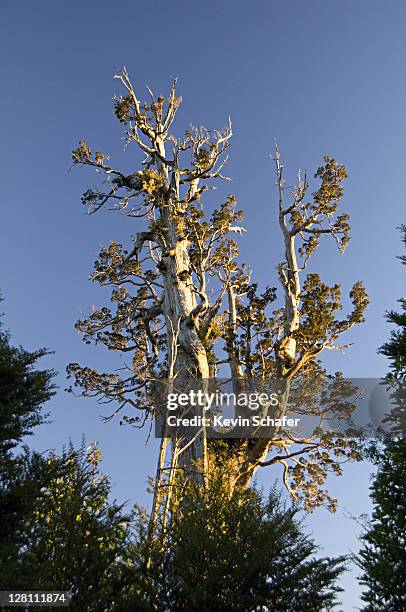 alerce tree, fitzroya cupressoides. wild. alerce andino national park, chile - fitzroya stock pictures, royalty-free photos & images