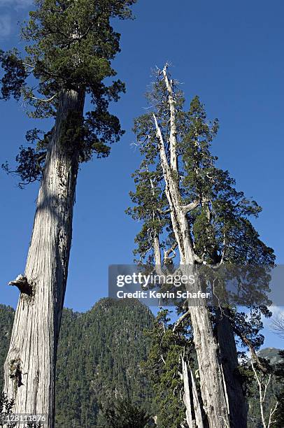 alerce tree, fitzroya cupressoides. wild. alerce andino national park, chile - fitzroya stock pictures, royalty-free photos & images