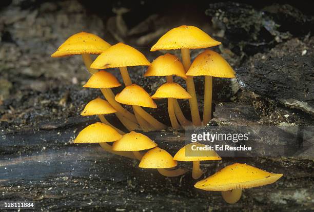 orange mycena,mycena leaiana gilled mushroom grows on decomposed log. - regno dei funghi foto e immagini stock