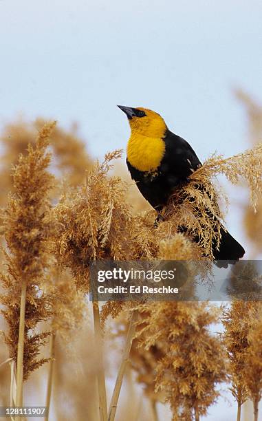 adult male yellow-headed blackbird, xanthocephalus xanthocephalus, has a yellow head and breast and prefers freshwater marshes or reedy lakes, bear river migratory bird refuge, utah, usa - xanthocephalus stock pictures, royalty-free photos & images