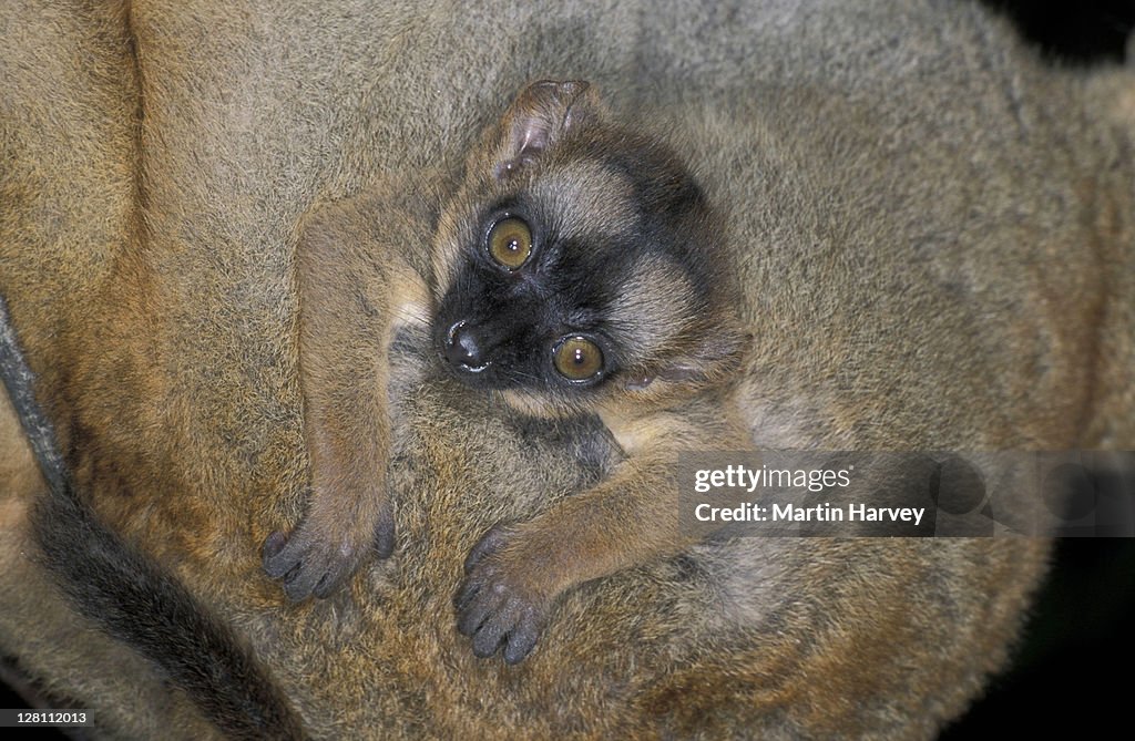 RED-FRONTED BROWN LEMUR. EULEMUR FULVUS RUFUS. INFANT WITH MOTHER. MADAGASCAR.
