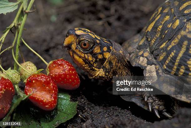 eastern box turtle eating strawberries (terrapene carolina) - box turtle fotografías e imágenes de stock