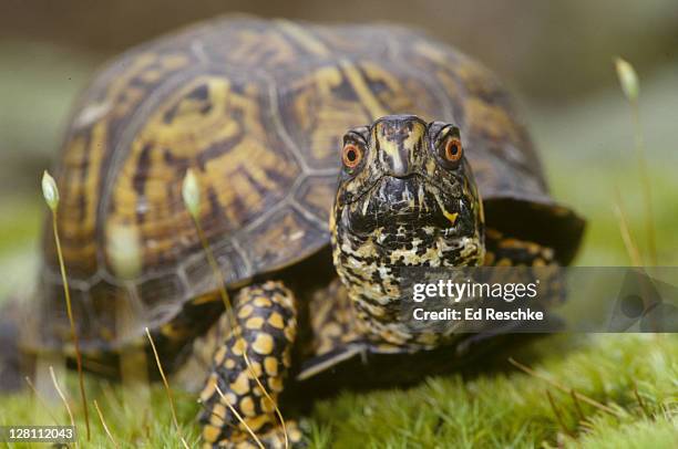 eastern box turtle illinois (terrapene carolina) - terrapin stock pictures, royalty-free photos & images