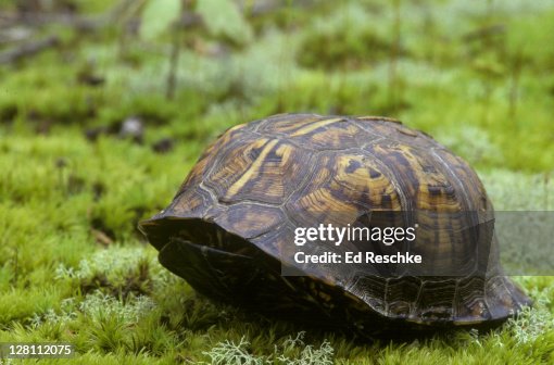 Box Turtle Shell Empty Eastern Box Turtle Completely In Its Shell High-Res Stock Photo - Getty ...