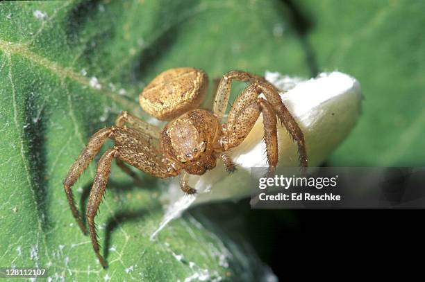 female spider guarding egg sac. chelicerae pedipalps. michigan - sac 個照片及圖片檔