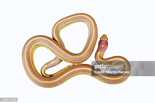 californian king snake (lampropeltis getula californae). albino. dist. usa. - lampropeltis getula getula stock pictures, royalty-free photos & images