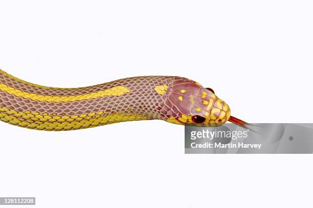 californian king snake (lampropeltis getula californae). albino. dist. usa. - lampropeltis getula getula stock pictures, royalty-free photos & images