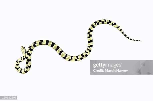 californian king snake (lampropeltis getula californae). normal coloration. dist. usa. - lampropeltis getula getula stock pictures, royalty-free photos & images