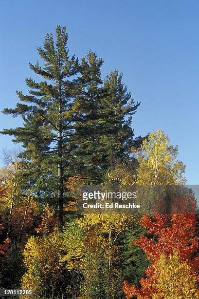 mixed eastern deciduous forest in autumn. michigan. - eastern white pine stock pictures, royalty-free photos & images