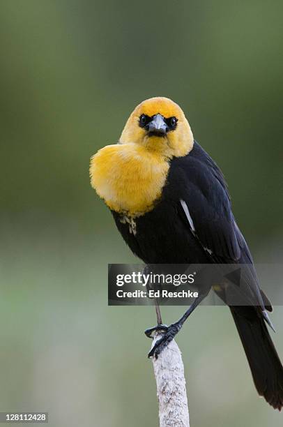 yellow-headed blackbird, xanthocephalus xanthocephalus. male displaying and looking angry. habitat: freshwater marshes or reedy lakes; often seen foraging in open farmlands and grainfields. national bison range, montana. - xanthocephalus stock pictures, royalty-free photos & images