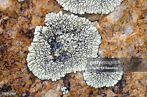 blue-gray rosette lichen, physcia caesia. thallus pale gray. on exposed rock. yellowstone national park, wyoming. - physcia stock pictures, royalty-free photos & images