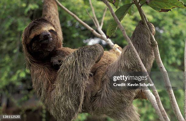 three-toed sloth. bradypus variegatus. corcovado national park. costa rica. - bicho preguiça - fotografias e filmes do acervo