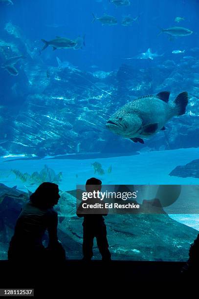 georgia aquarium. the worlds largest aquarium, atlanta, georgia. usa. child and mother looking at giant grouper, epinephelus lanceolatus. - epinephelus lanceolatus stock pictures, royalty-free photos & images