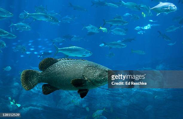giant grouper, epinephelus lanceolatus. grows up to 8.9 feet. georgia aquarium, atlanta, georgia. usa. largest aquarium in the world. - kabeljau stock-fotos und bilder