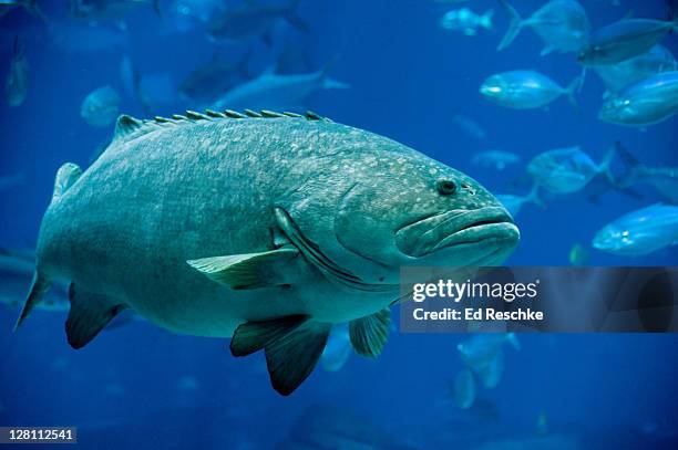 giant grouper, epinephelus lanceolatus. can grow up to 8.9 feet. georgia aquarium. usa - epinephelus lanceolatus stock pictures, royalty-free photos & images
