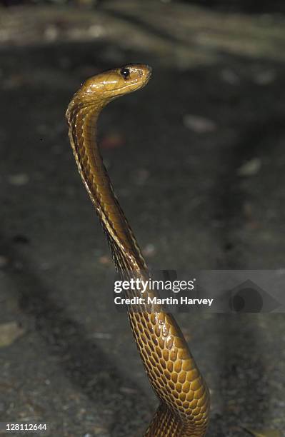 576 Hooded Snakes Stock Photos High Res Pictures And Images Getty 576-hooded-snakes-stock-photos-high-res-pictures-and-images-getty