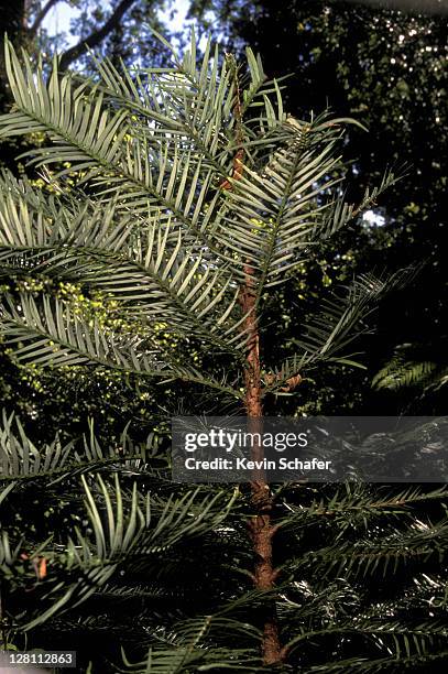 wollemi pine. wollemia nobilis. blue mountains. new south wales, australia. - pine wood stock pictures, royalty-free photos & images