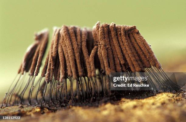 slime mold fruiting bodies (sporangia). stemonitis fusca. michigan. - plasmódio - fotografias e filmes do acervo