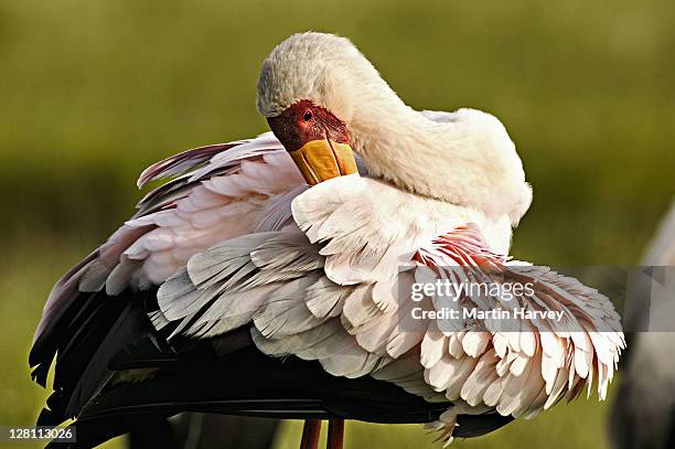 yellow-billed stork, mycteria ibis, preening. lake nakuru national park, kenya. - preen stock pictures, royalty-free photos & images