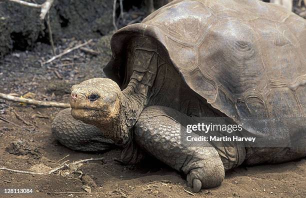 galapagos. pinta island. abingdon saddleback tortoise. geochelone nigra abingdoni. lonesome george , last of his species. - the pinta island tortoise stock pictures, royalty-free photos & images