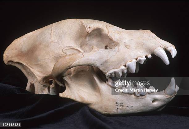 spotted hyaena skull. crocuta crocuta. showing carnassial teeth, teeth set in back of mouth, used for cutting meat, common to most carnivores. - animal skull stock pictures, royalty-free photos & images