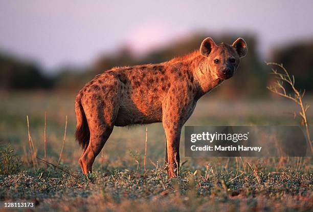 spotted hyaena, crocuta crocuta. full body view. sub-saharan africa. - striped hyena stock pictures, royalty-free photos & images