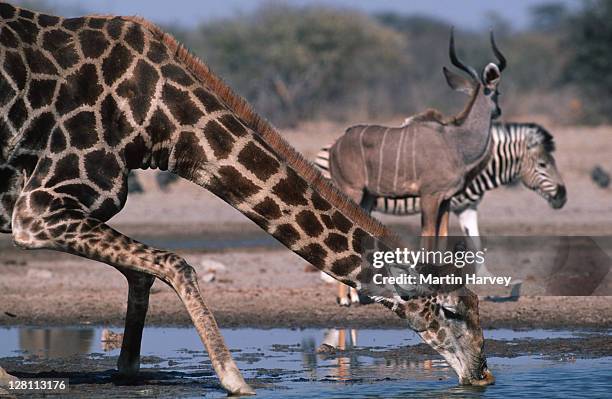 southern giraffe, giraffa camelopardalis, drinking at waterhole. zebra & kudu behind. etosha national park. namibia - giraffe and zebra fotografías e imágenes de stock