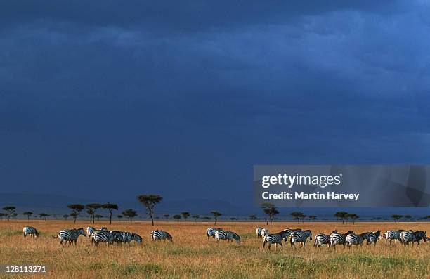 burchell s zebra migration. - equus burchelli. on plains - of the mara. masai mara - game reserve. kenya - plains zebra bildbanksfoton och bilder