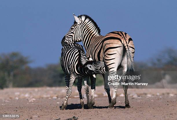 938 Breast Feeding Animals Photos and Premium High Res Pictures - Getty Images 938 Breast Feeding Animals Photos and Premium High Res Pictures - Getty Images