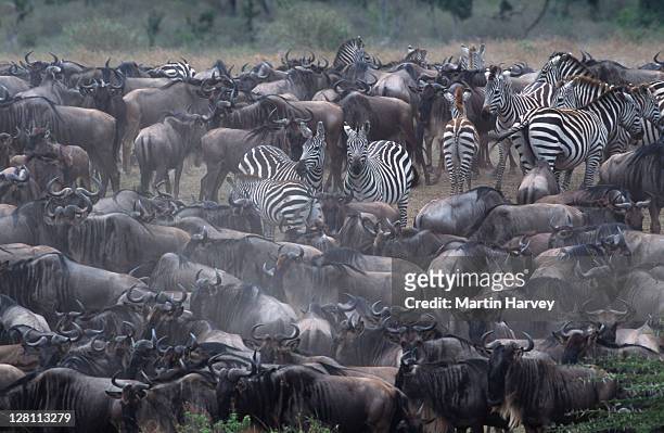 burchell s zebras, equus - burchelli, amongst herd of - migrating wildebeest. masai - mara game reserve. kenya. - zebra herd stock-fotos und bilder