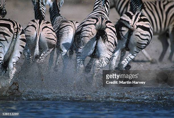 burchell s zebras, - equus burchelli. panicking, - running at waterhole. - etosha np. namibia. - zebra herd running stock pictures, royalty-free photos & images