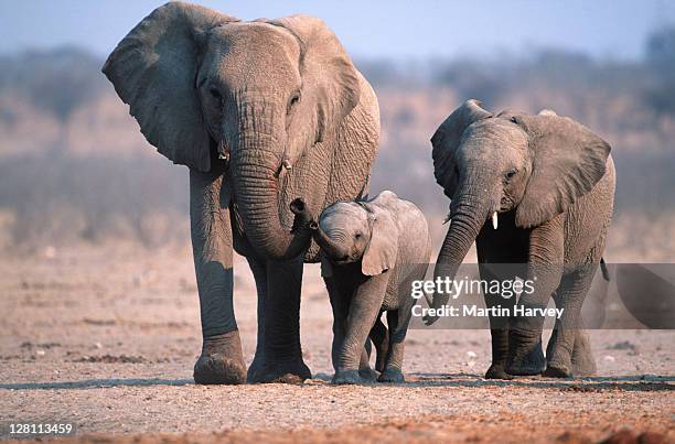 african elephant family group. loxodonta africana. etosha national park. namibia. - elefante africano - fotografias e filmes do acervo