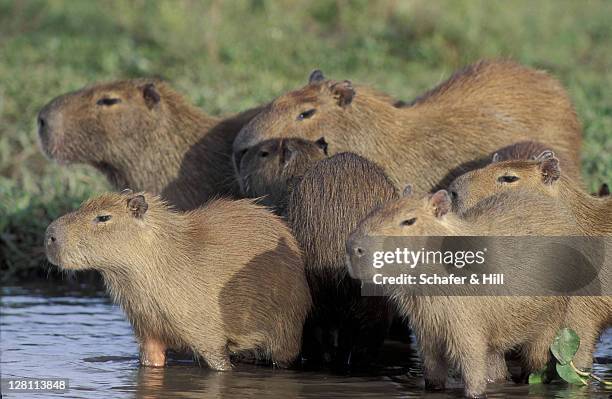 capybara family group. llanos. venezuela - capybara stock pictures, royalty-free photos & images