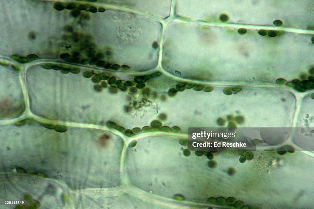 PLANT CELL. LIVING. ELODEA.CELL WALL. CHLOROPLASTS AND NUCLEUS. CLEAR AREA IN CENTER IS VACUOLE. 250X