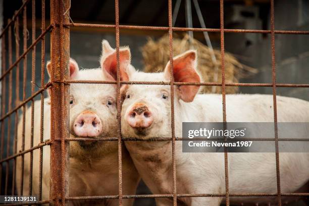 porträt von drei schweinen - schweinestall stock-fotos und bilder