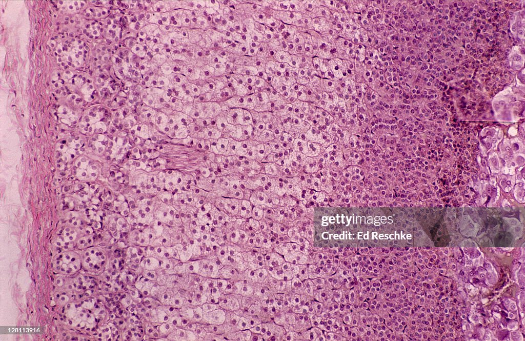ADRENAL CORTEX AND MEDULLA. 50X. ZONA GLOMERULOSA, ZONA FASCICULATA, ZONA RETICULARIS, MEDULLA, CAPSULE.