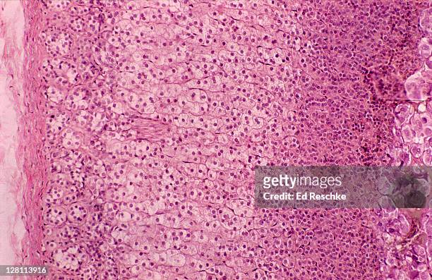 adrenal cortex and medulla. 50x. zona glomerulosa, zona fasciculata, zona reticularis, medulla, capsule. - fasciculata stock pictures, royalty-free photos & images