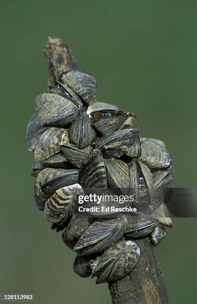 zebra mussel colony. dreissena polymorpha. exotic species from europe; clogs water intakes; lake michigan. first discovered in lake st. clair in 1988 - mollusc stock pictures, royalty-free photos & images