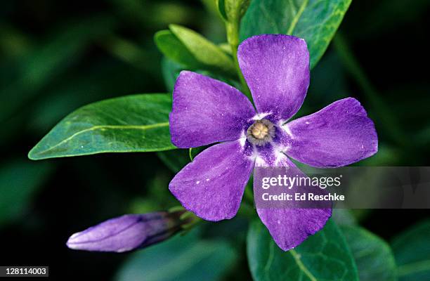 lesser periwinkle, vinca minor. flowers are produced in mid-spring through early summer. often aggressive and invasive. michigan. usa - blommande växt bildbanksfoton och bilder