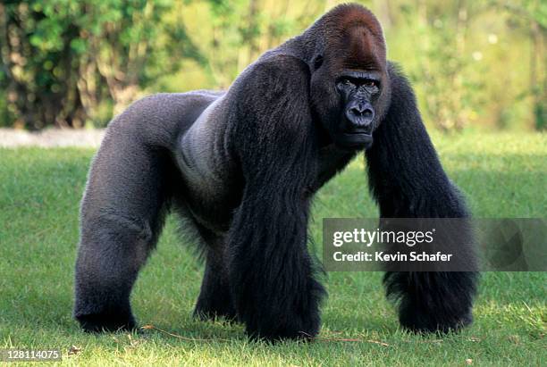 silverback lowland gorilla. miami zoo, florida - gorille photos et images de collection