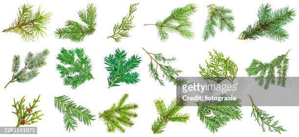 pine tree branches collection isolated on white - coniferous tree stock-fotos und bilder