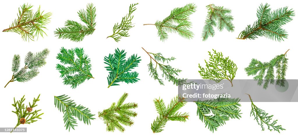 Pine Tree Branches Collection Isolated on White